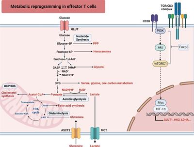 Interplay between metabolic reprogramming and post-translational modifications: from glycolysis to lactylation